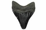 , Fossil Megalodon Tooth - Georgia #338777-1